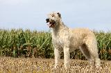 LEVRIER IRLANDAIS - IRISH WOLFHOUND